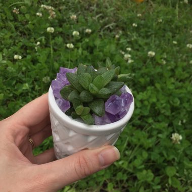 Haworthia 'Platbos'