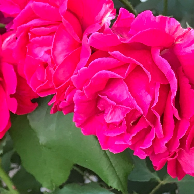 Plant image Rosa 'Zephirine Drouhin'