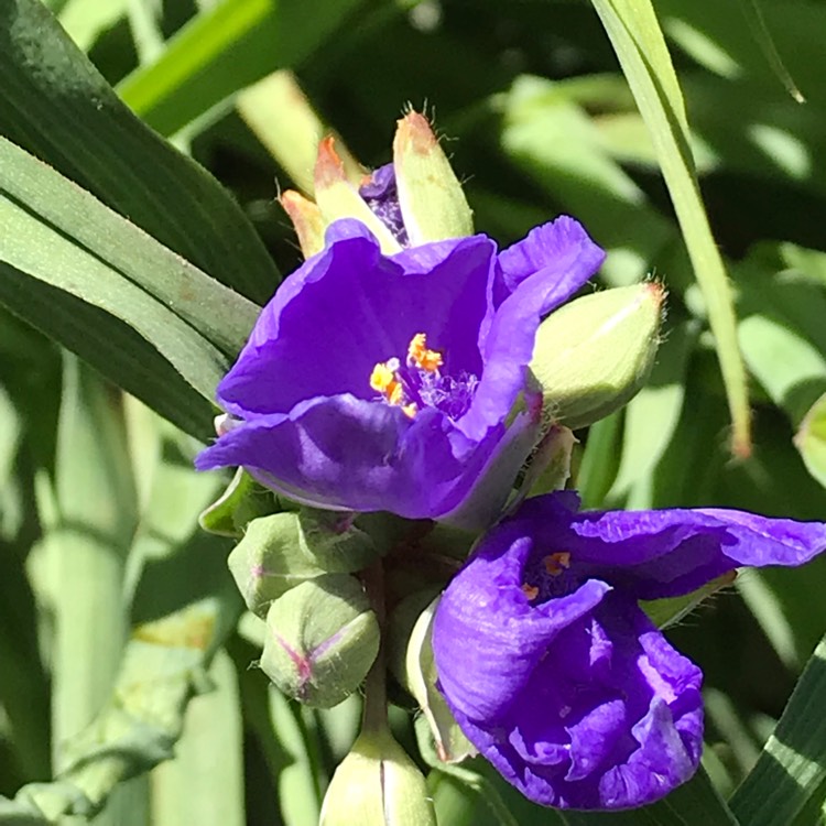 Plant image Tradescantia virginiana