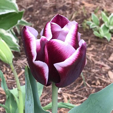 Tulip