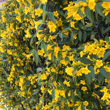 Carolina Jasmine