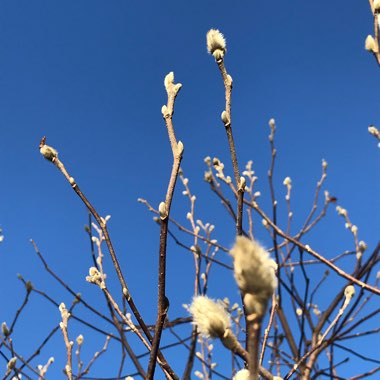 Star magnolia