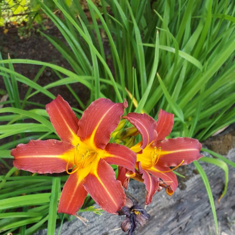 Plant image Hemerocallis 'Purple Waters'