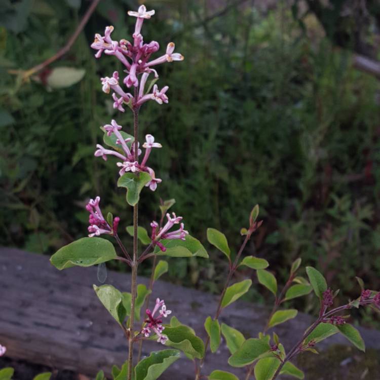 Plant image Syringa 'Penda' syn. Syringa 'Bloomerang Purple'