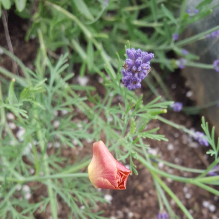 Plant image Eschscholzia californica 'Carmine King'