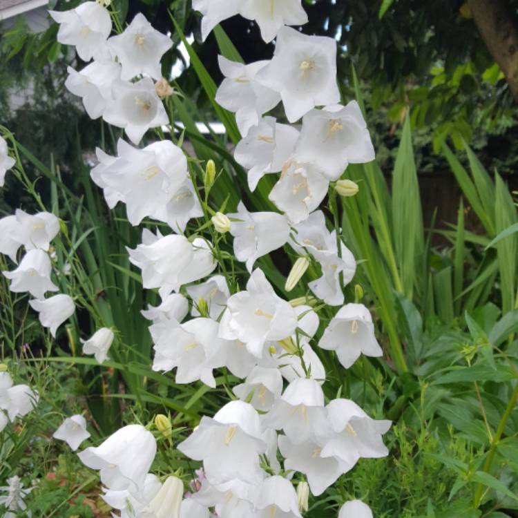 Plant image Campanula persicifolia 'Bells White'