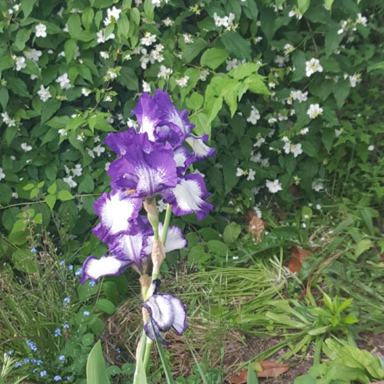 Plant image Iris ensata 'Gusto'