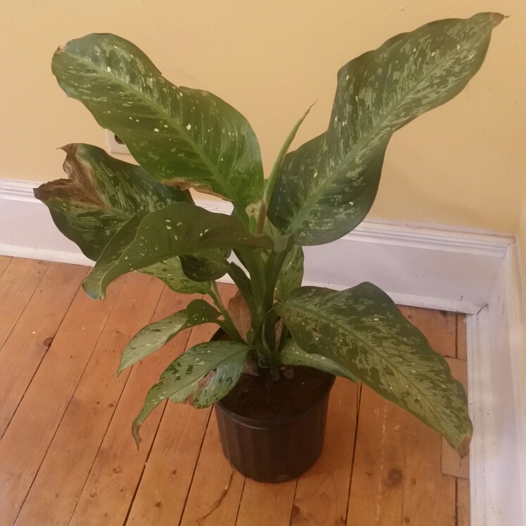 Plant image Dieffenbachia Seguine