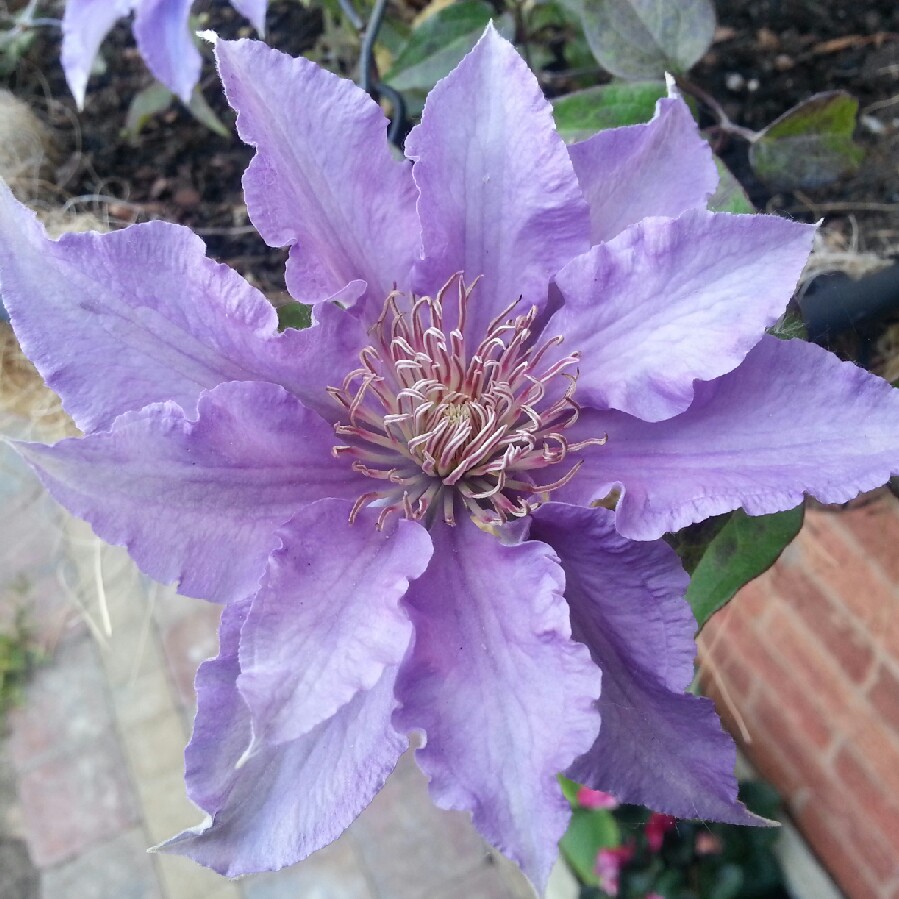 Plant image Clematis 'Bijou'