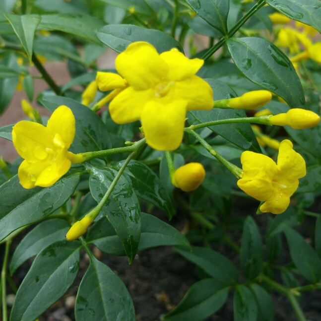 Plant image Jasminum humile 'Revolutum'