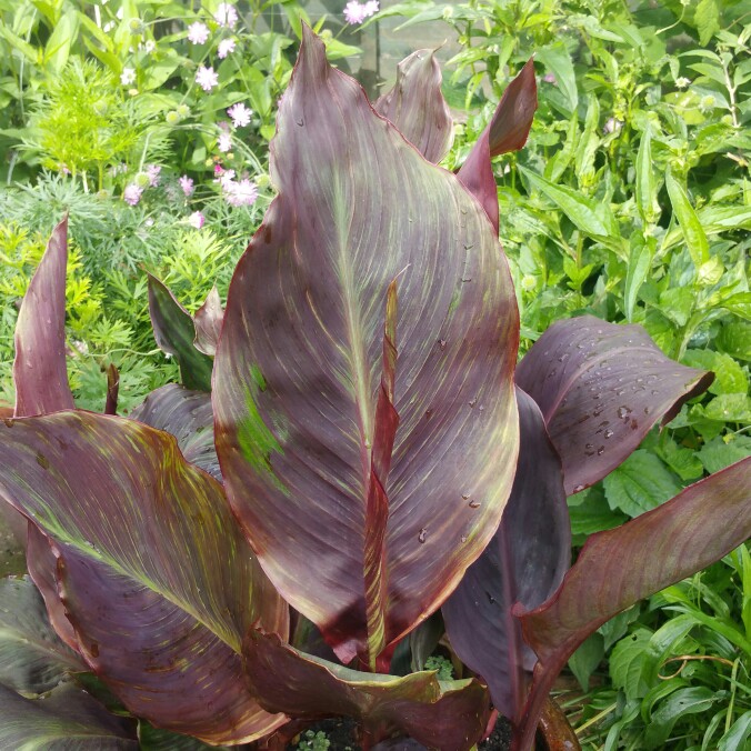 Canna 'Wyoming'