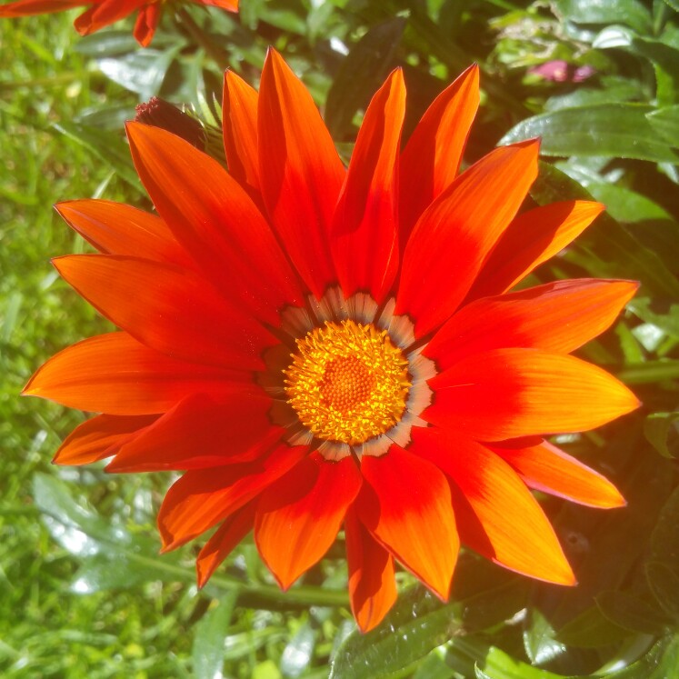 Plant image Gazania Rigens 'Gazoo Red'