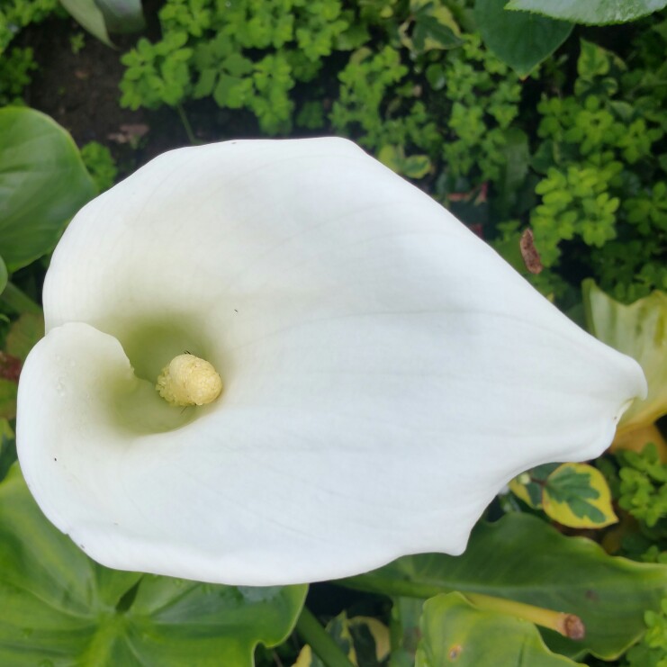 Zantedeschia 'White Giant'