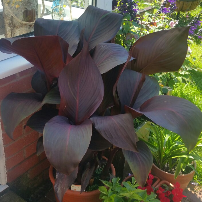 Canna 'Lon01' syn. Canna 'Tropicanna Black'