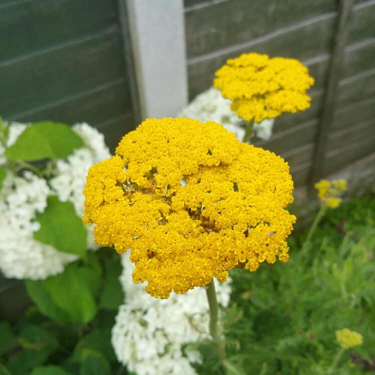 Plant image Achillea filipendulina