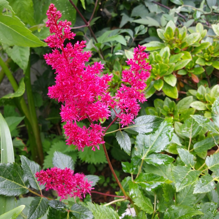 Plant image Astilbe japonica 'Elisabeth van Veen'