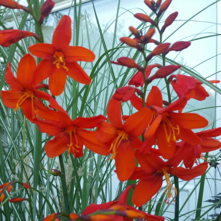 Plant image Crocosmia x crocosmiiflora 'Babylon'