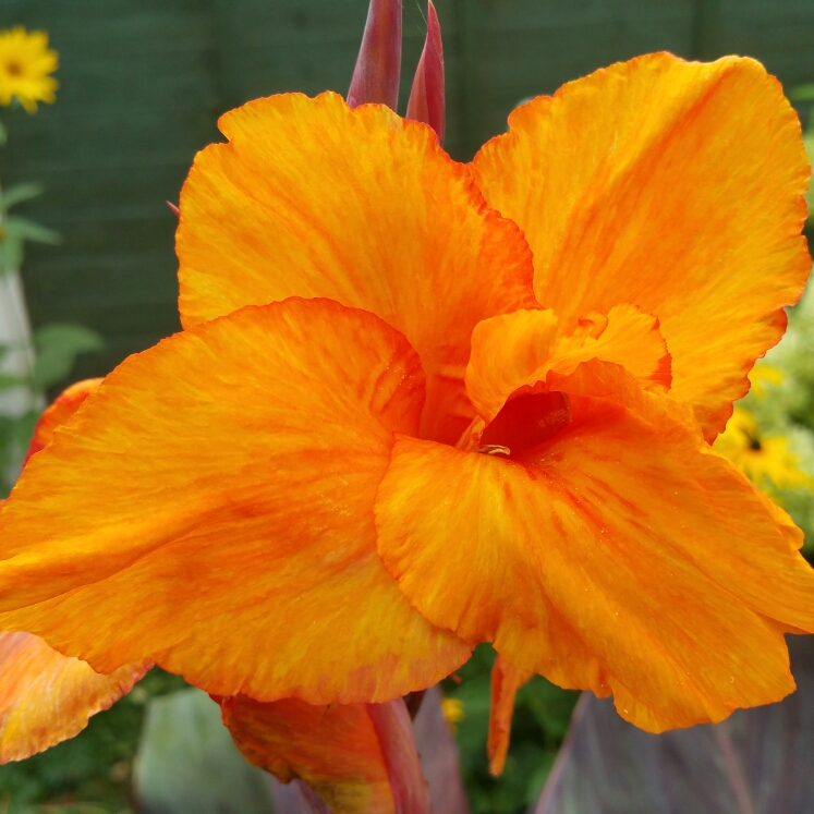 Plant image Canna 'Wyoming'