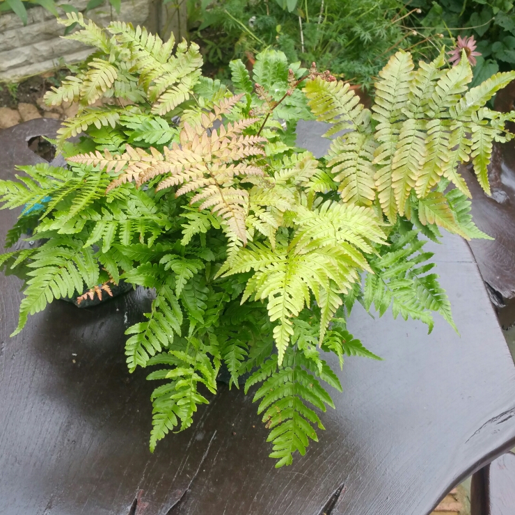 Plant image Dryopteris Erythrosora