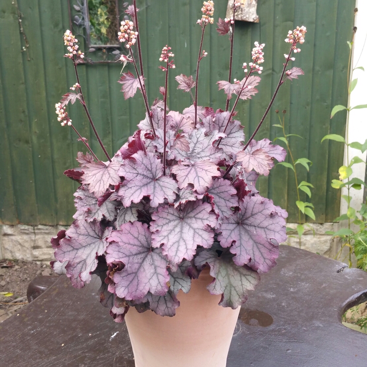 Plant image Heuchera Little Cutie 'Sugar Berry'