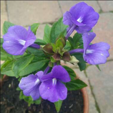 Otacanthus Azureus 'Atlantis'