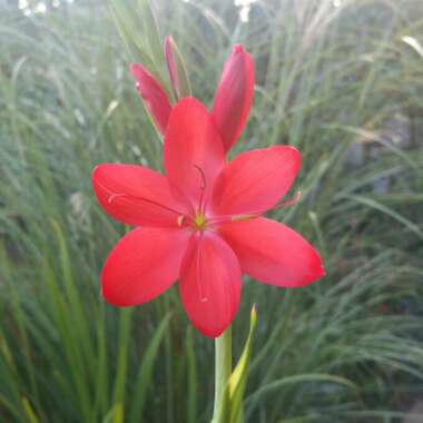 Hesperantha coccinea 'Major' syn. Schizostylis coccinea 'Major'