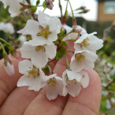 Prunus incisa 'Kojo-no-mai'