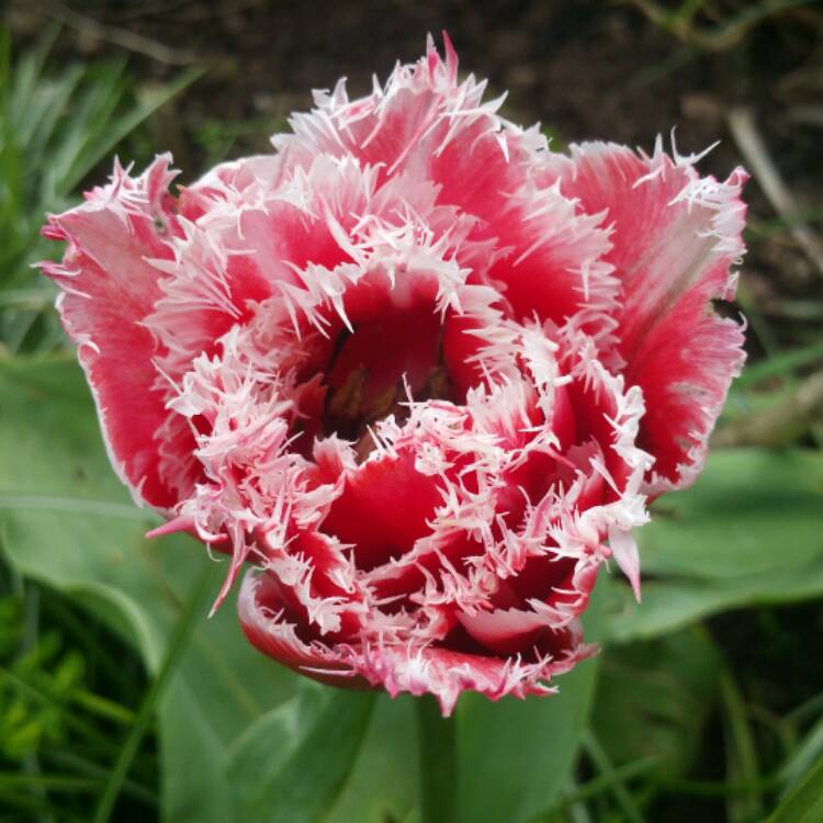 Plant image Tulipa 'Brest'