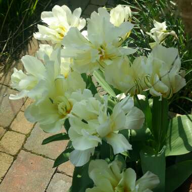 Tulipa 'Exotic Emperor'