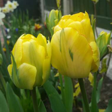 Tulipa 'Akebono'