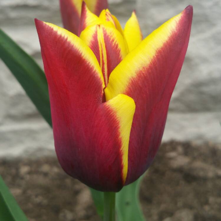 Plant image Tulipa 'Gavota'