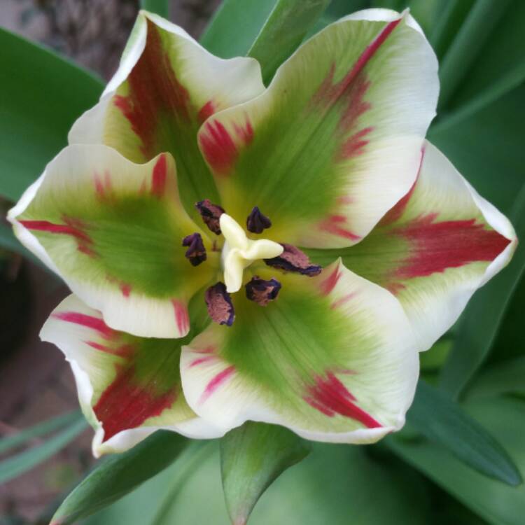 Plant image Tulipa 'Flaming Springgreen'