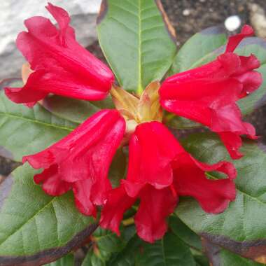 Rhododendron 'Scarlet Wonder'