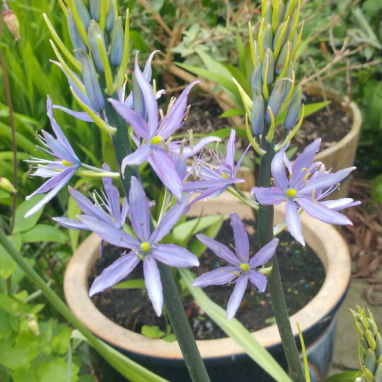 Plant image Camassia leichtlinii subsp. suksdorfii (Caerulea Group)