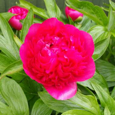 Paeonia officinalis 'Rubra Plena'