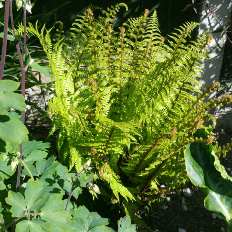 Plant image Dryopteris affinis 'Crispa'