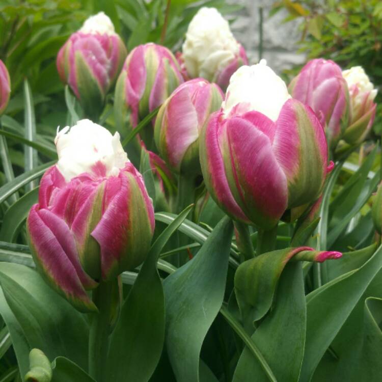 Tulipa 'Ice Cream', Tulip 'Ice Cream' (Double Late ... - 750 x 750 jpeg 57kB