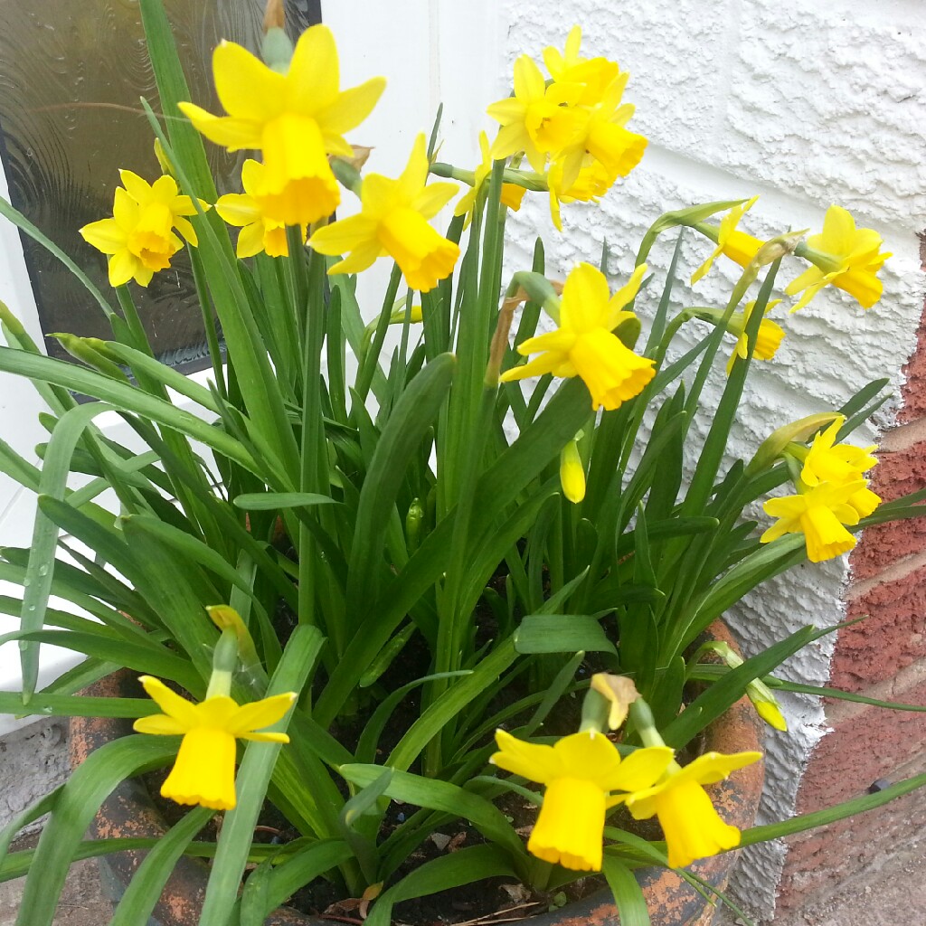 Narcissus 'Tête-à-Tête'