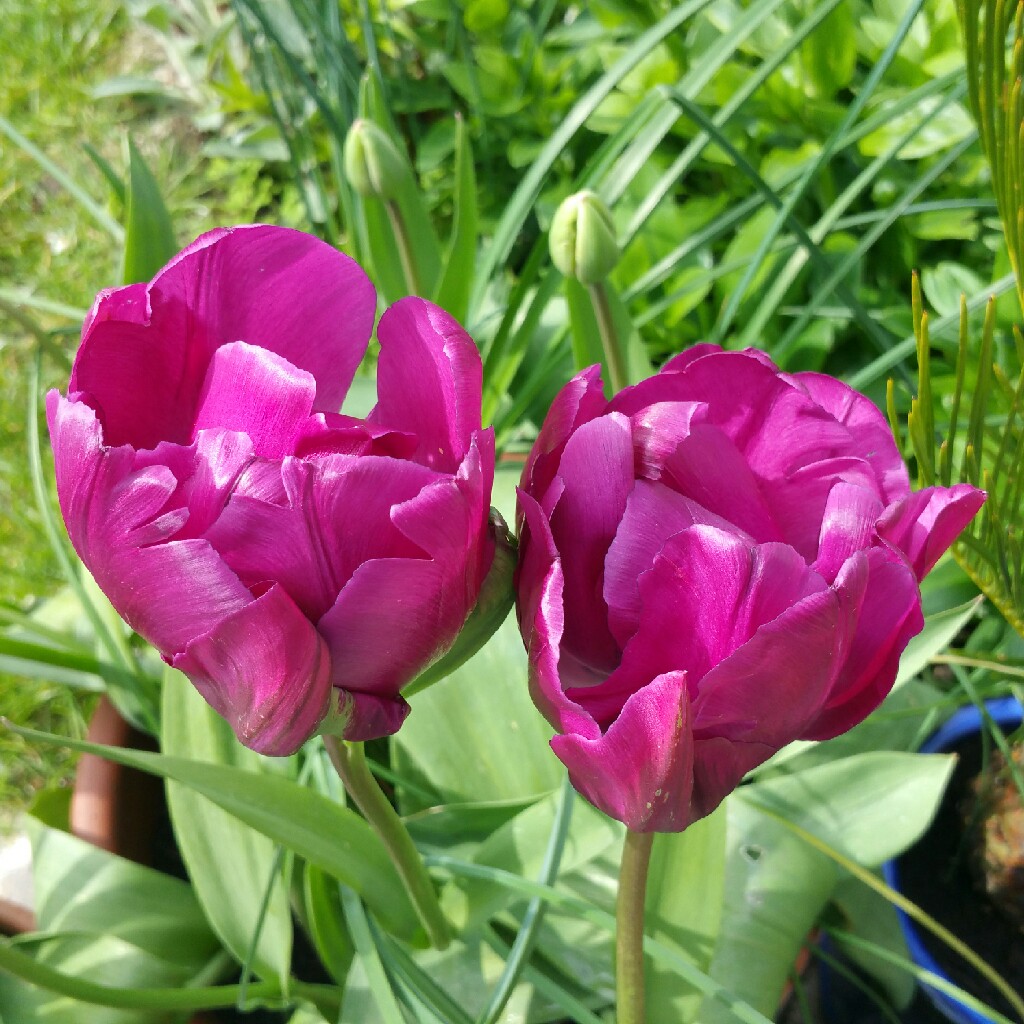 Plant image Tulipa 'Negrita'