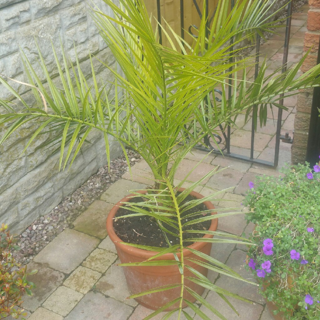 Plant image Phoenix Canariensis