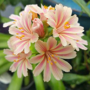 Lewisia cotyledon 'Elise Mixed' (Mix)