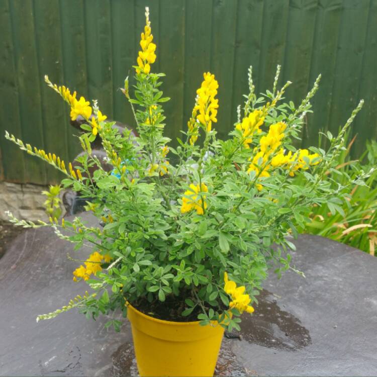 Plant image Cytisus racemosus syn. Genista racemosa