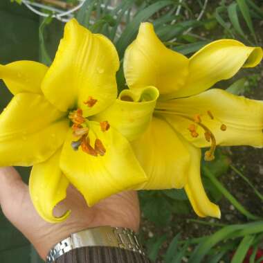 Lilium 'Golden Splendor Group'