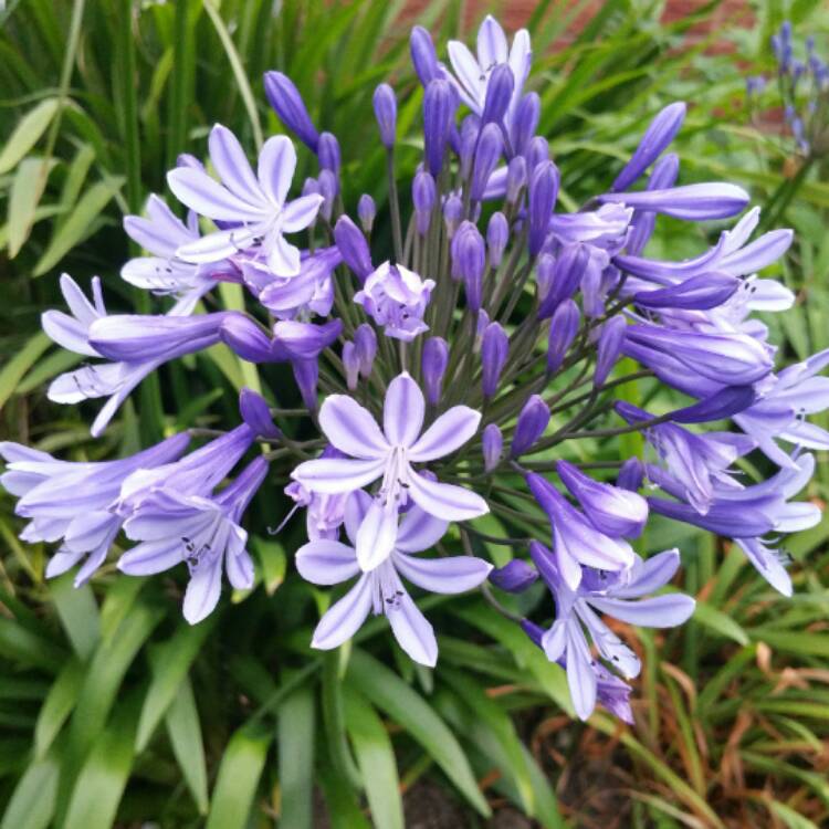 Plant image Agapanthus 'Blue Peter'