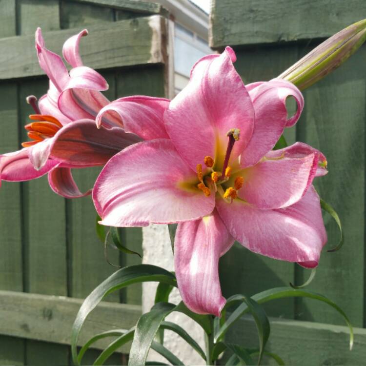 Plant image Lilium 'Pink Perfection Group'