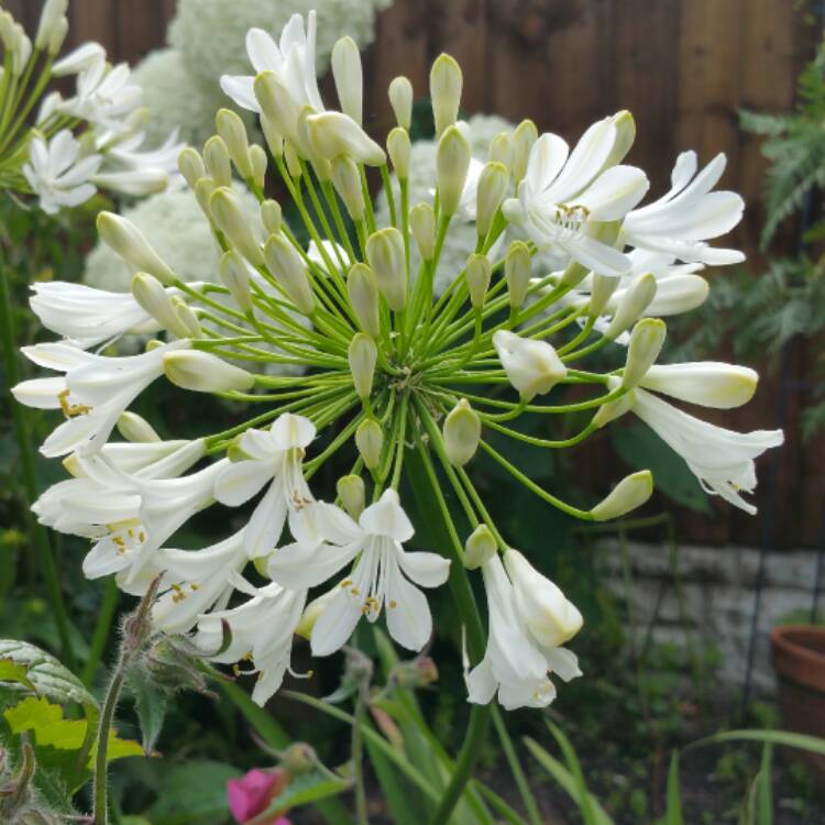 Plant image Agapanthus 'Snow Cloud' syn. Agapanthus 'Fragrant Snow'