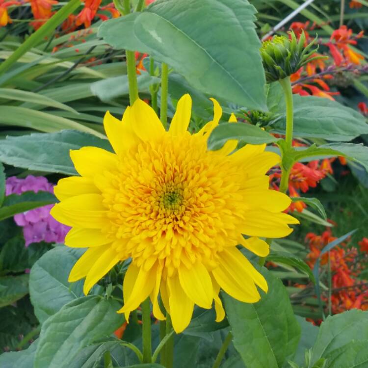 Plant image Helianthus 'Double Whammy'