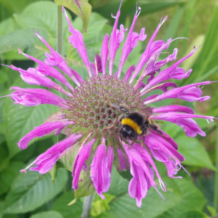 Plant image Monarda 'Blaustrumpf' ('Blue Stocking')