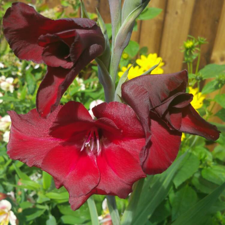 Plant image Gladiolus 'Black Jack'