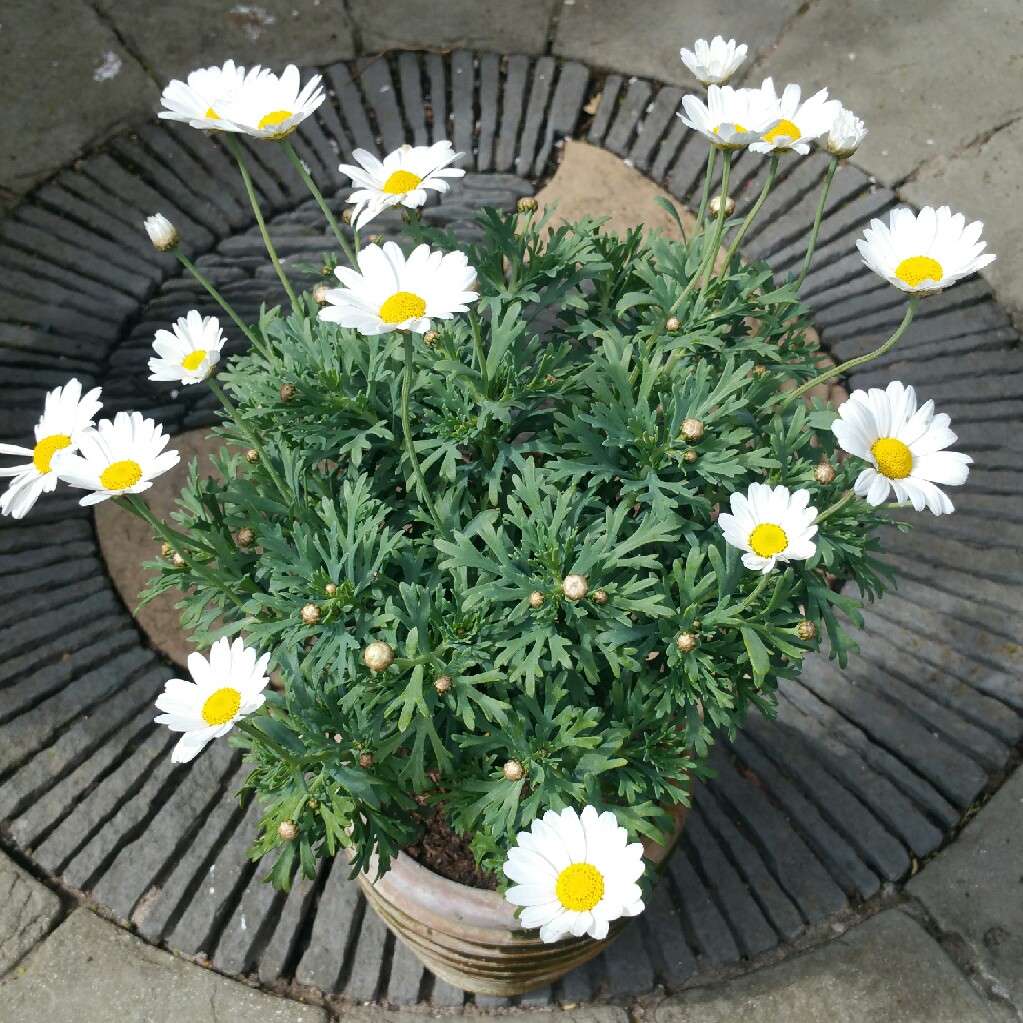 Plant image Argyranthemum 'Summit White'